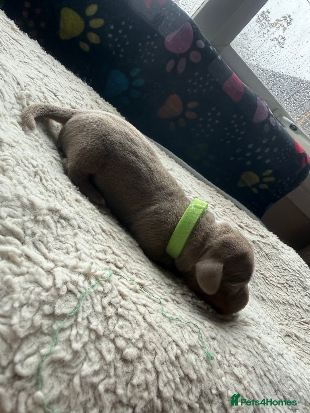 Miniature Dachshund dogs for sale: Miniature daschund - Advert 4