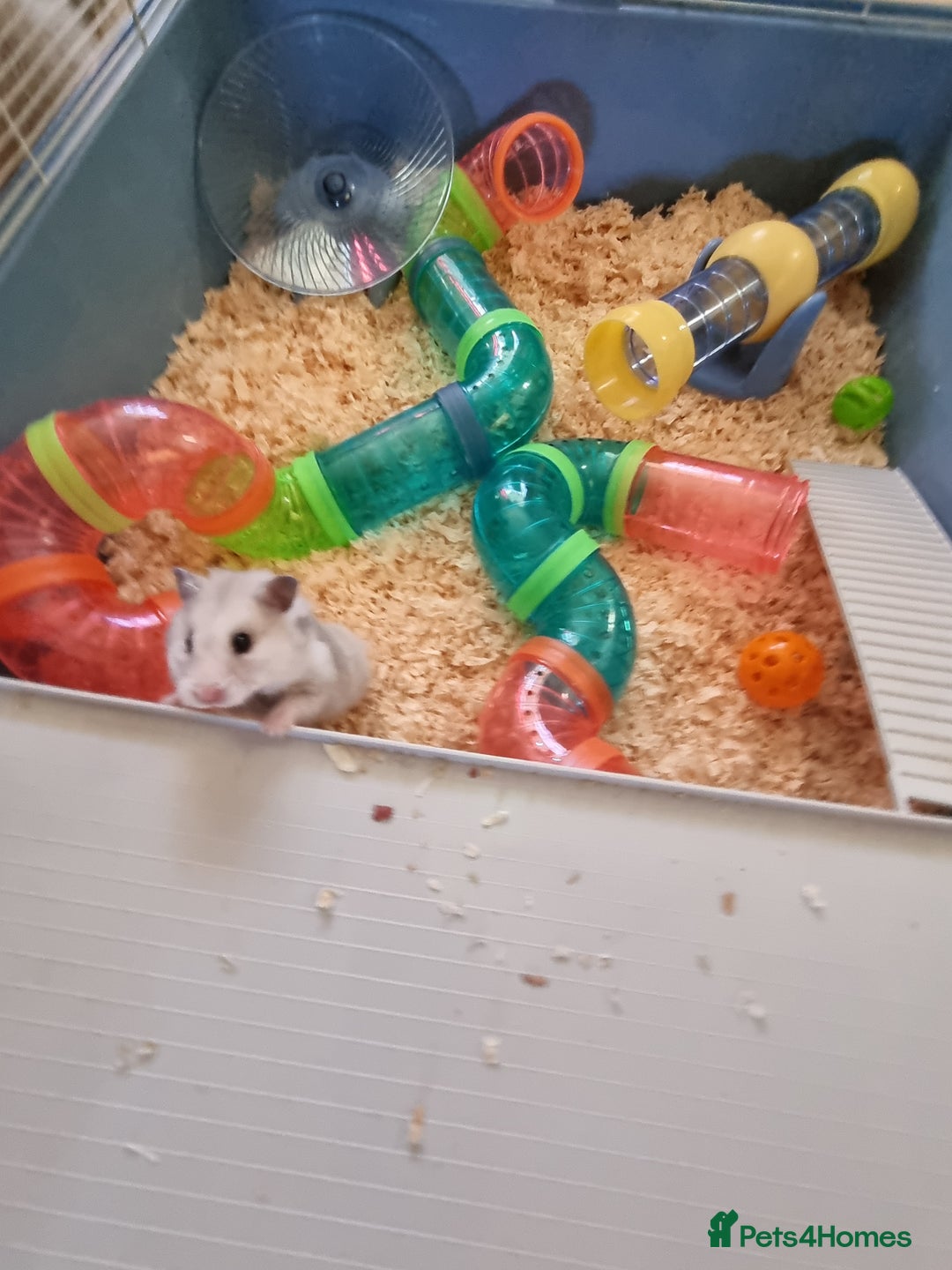 Hamster rodents for sale: Hamster and cage - Advert 1