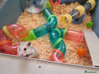 Hamster rodents Hamster and cage - Advert 1