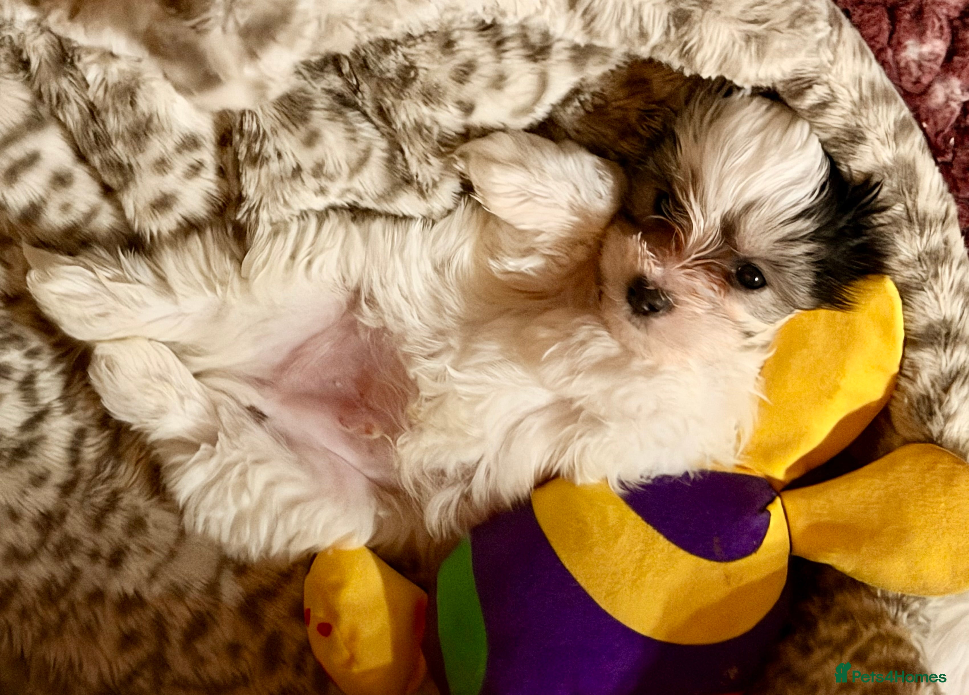 Maltipoo dogs 🌟Korean line Maltipoos DNA tested 🌟 - Advert 4