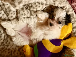 Maltipoo dogs 🌟Korean line Maltipoos DNA tested 🌟 - Advert 4