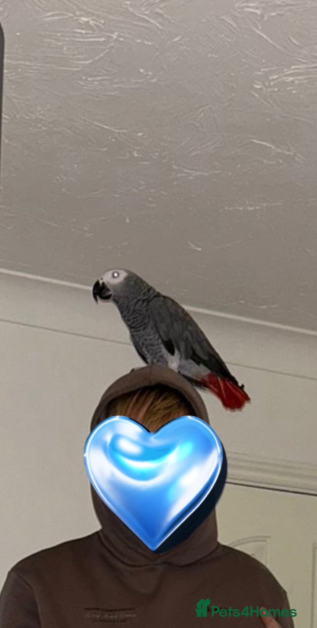Parrots birds for sale: Hand reared 1 year old African grey  - Advert 2