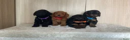 Cockapoo dogs for sale: F1 cockapoo puppy’s  - Advert 8