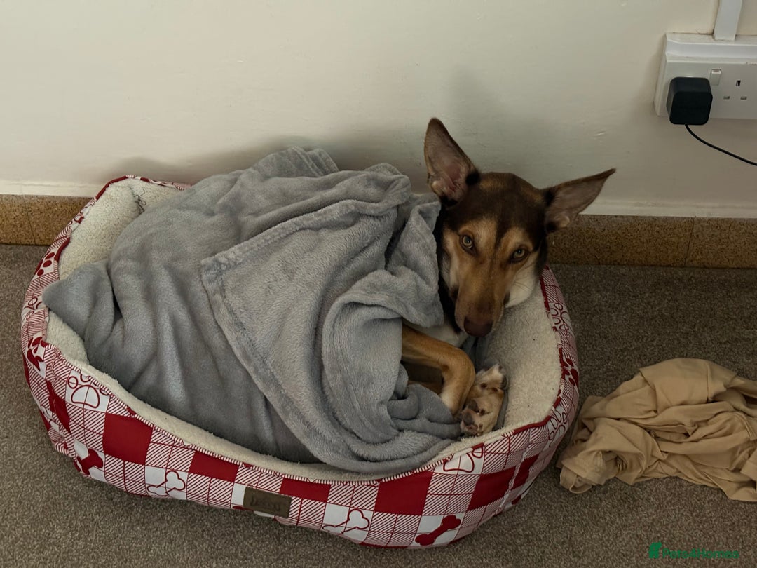Mixed Breed dogs for sale: Evan and Chance (please read) - Image 7