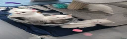 Maine Coon cats for sale: Beautiful 4 white + 1 silver Maine Coon kittens  - Advert 1