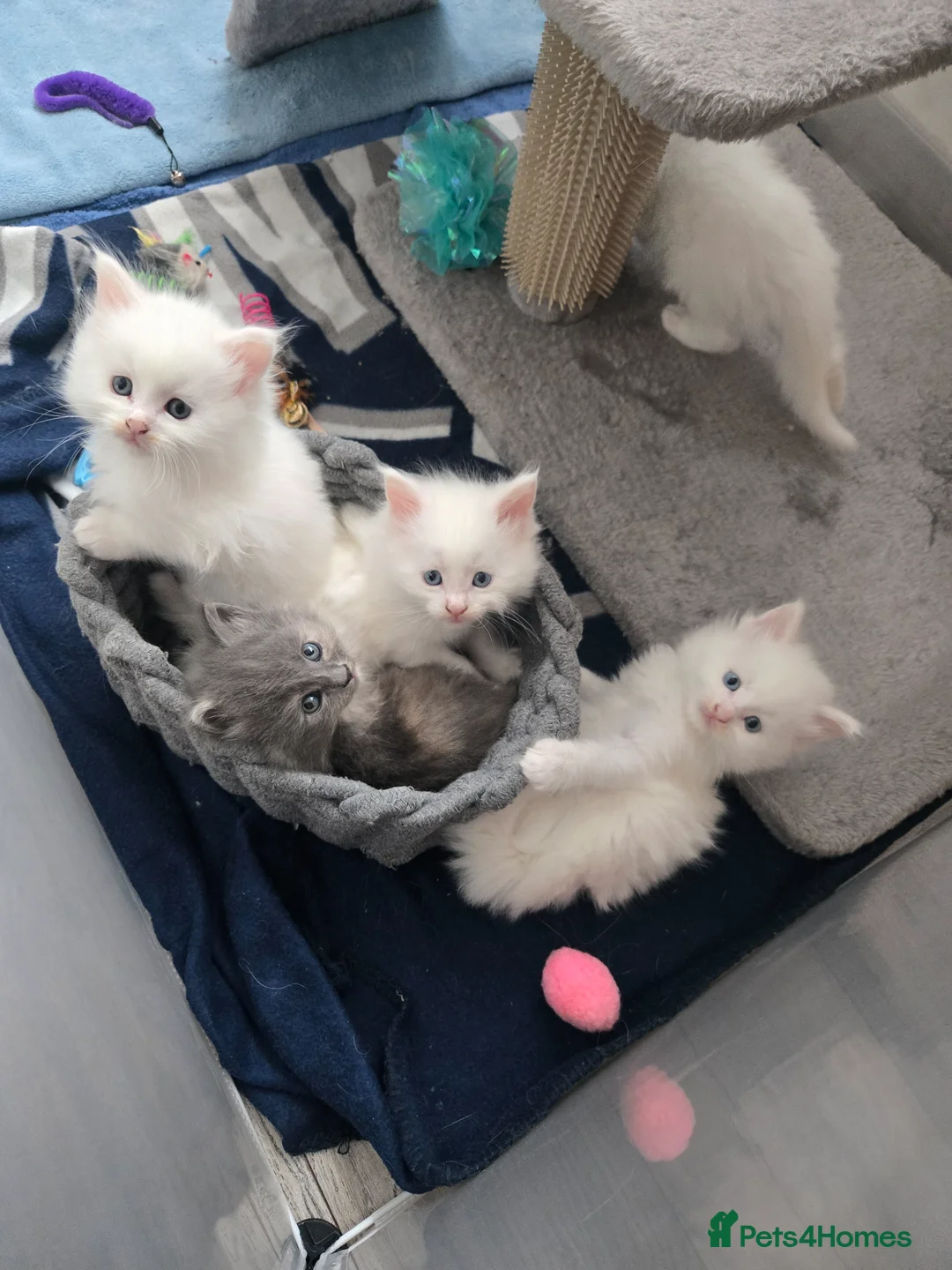 Maine Coon cats for sale: Beautiful 4 white + 1 silver Maine Coon kittens  - Advert 1