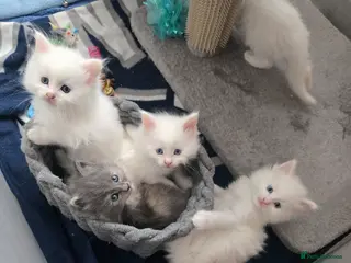 Maine Coon cats Beautiful 4 white + 1 silver Maine Coon kittens - Advert 3