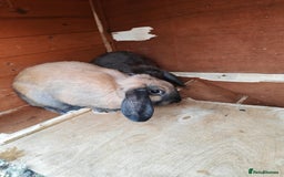 Mini Lop rabbits for sale: Rabbit  - Image 3