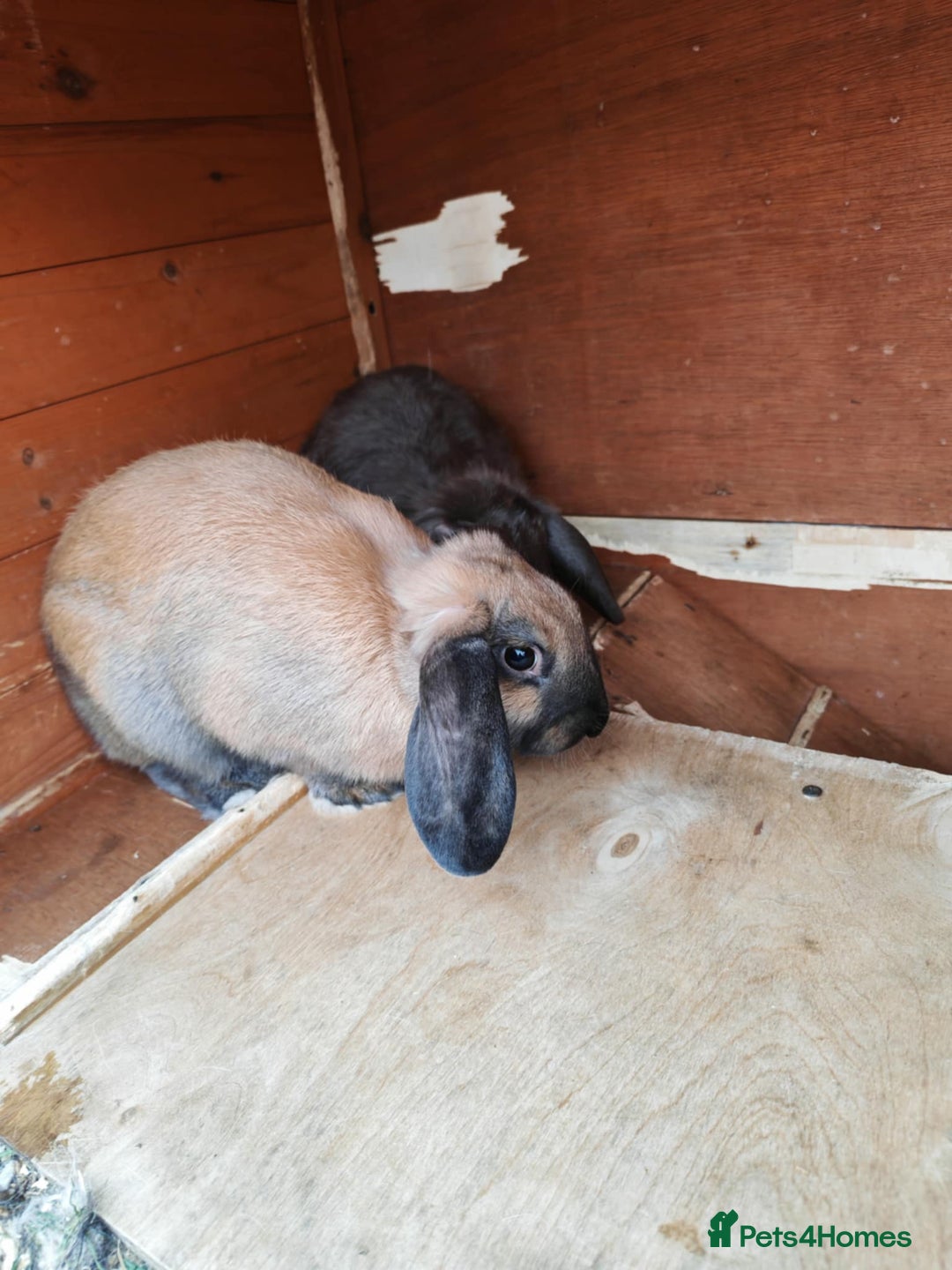Mini Lop rabbits for sale: Rabbit  - Image 3