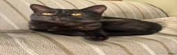 Domestic Shorthair cats for sale: Two bonded black cats  - Advert 6