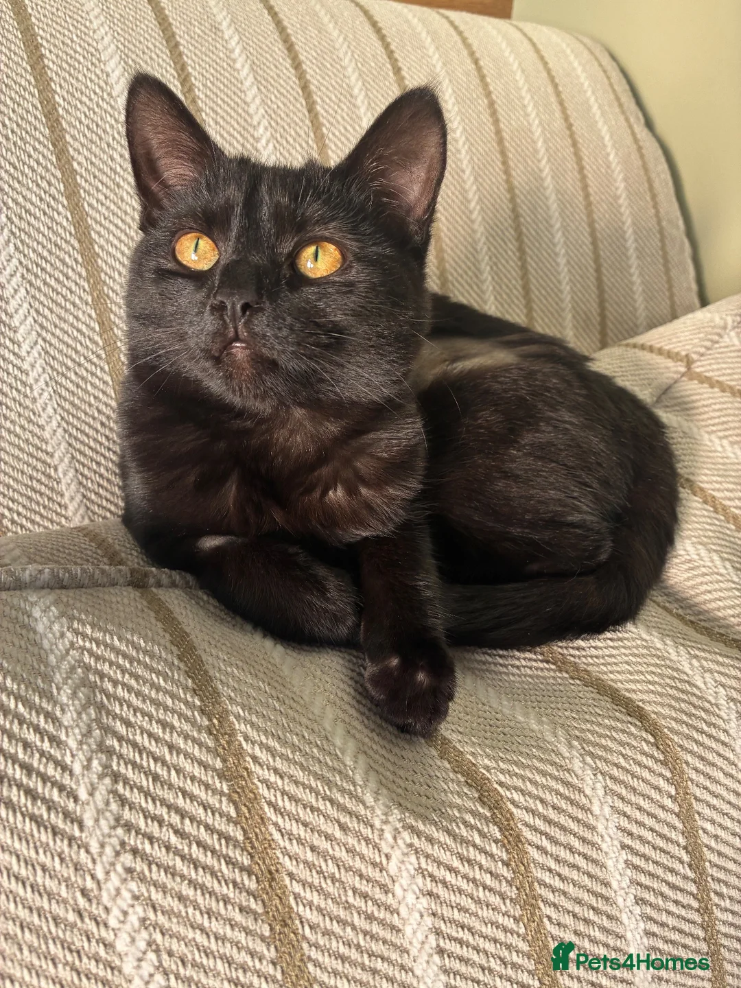 Domestic Shorthair cats for sale: Two bonded black cats  - Advert 6