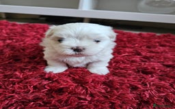 Maltese dogs for sale: MALTESE💖KC.Registered,5 generation pedigree🩵 🐩 - Image 9