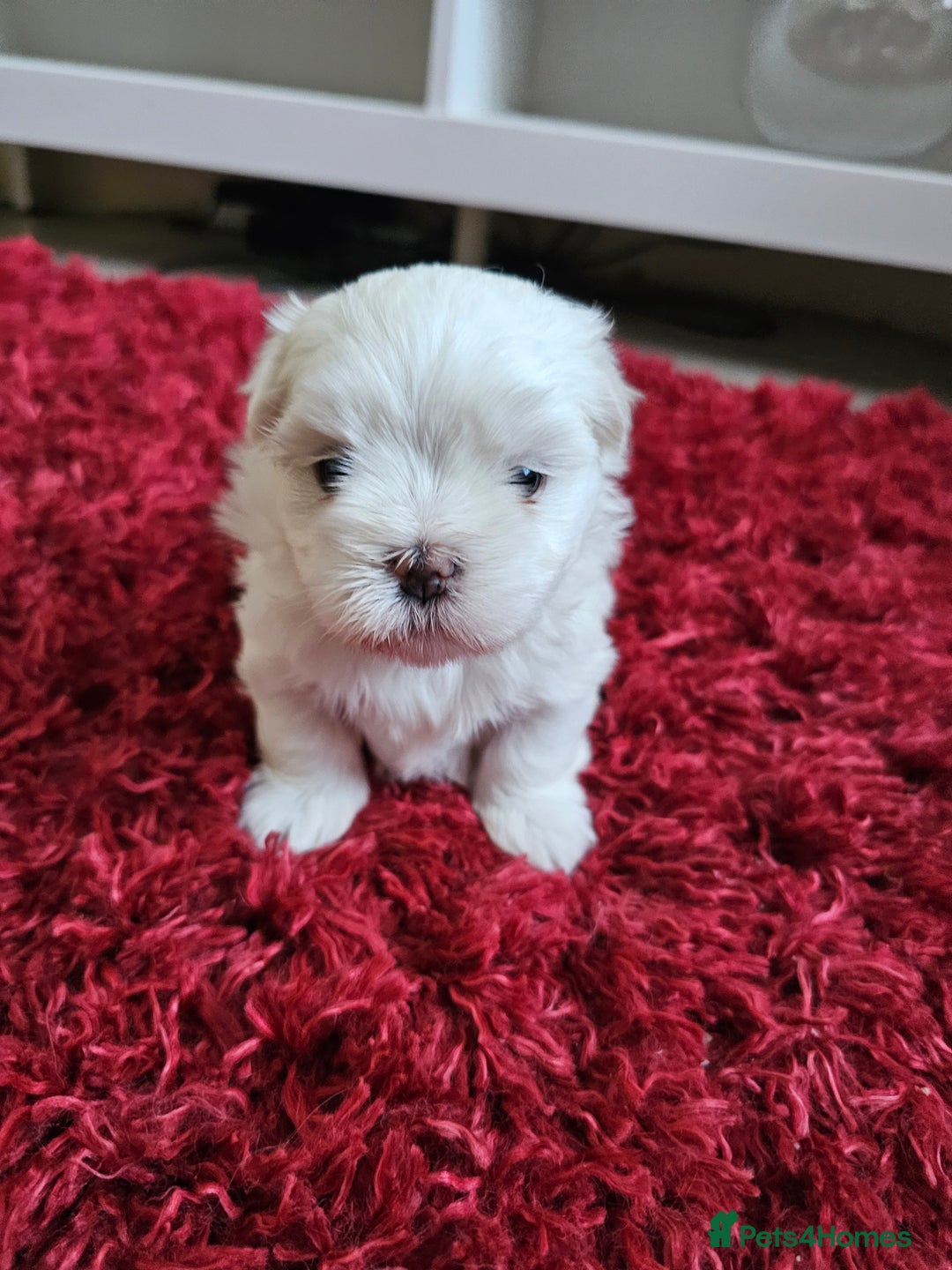 Maltese dogs for sale: MALTESE💖KC.Registered,5 generation pedigree🩵 🐩 - Image 9