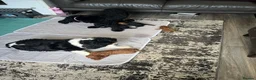 Cavapoo dogs for sale: READY NOW Beautiful f1b black Cavapoos DNA Clear  - Advert 30