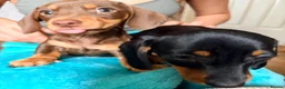 Dachshund dogs for sale: Milo and Dimple - Advert 6