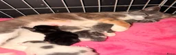 British Shorthair cats for sale: *** Beautiful Kittens*** - Advert 9