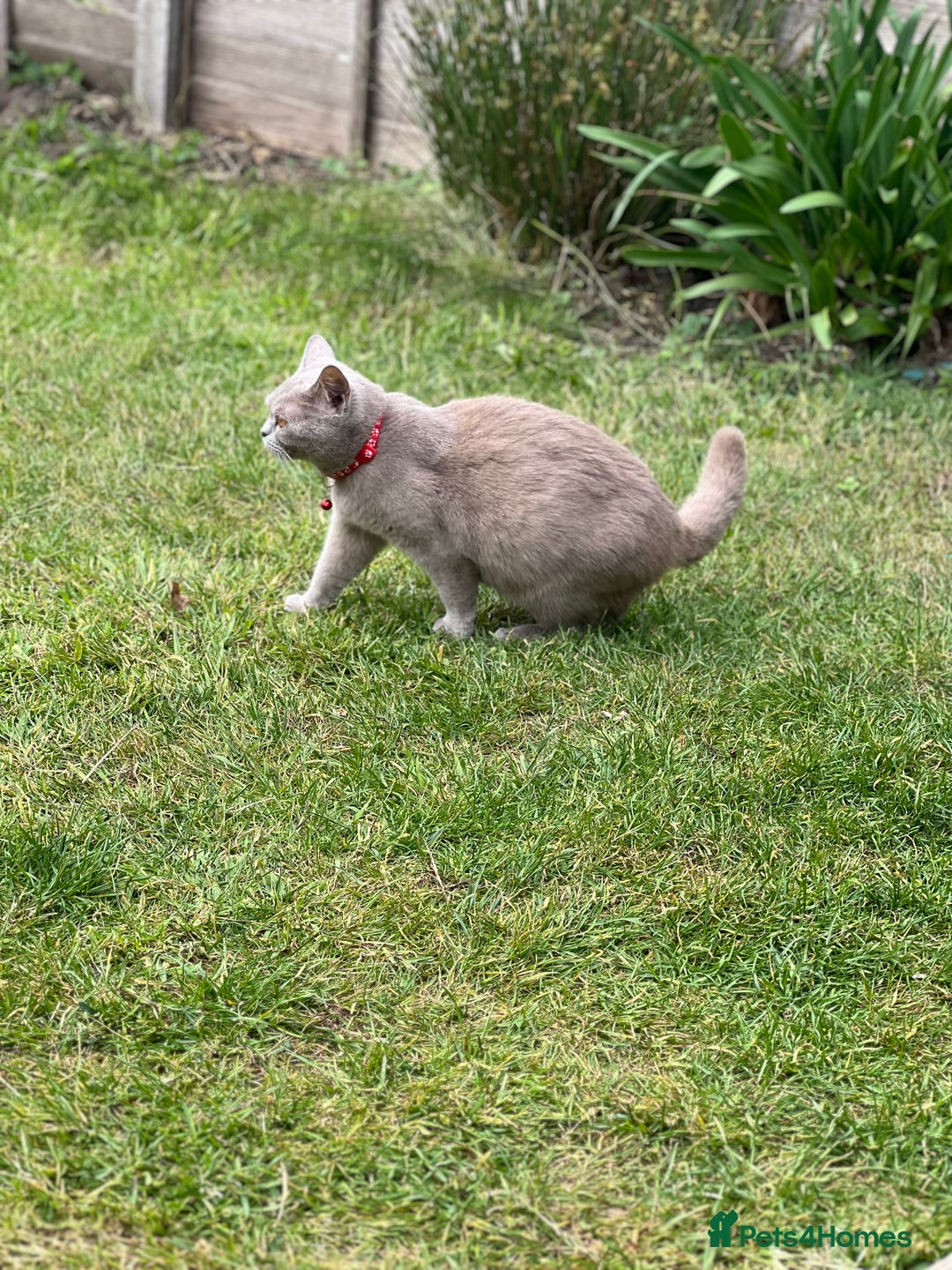 British Shorthair cats for sale: Lilac British short hair  - Image 5