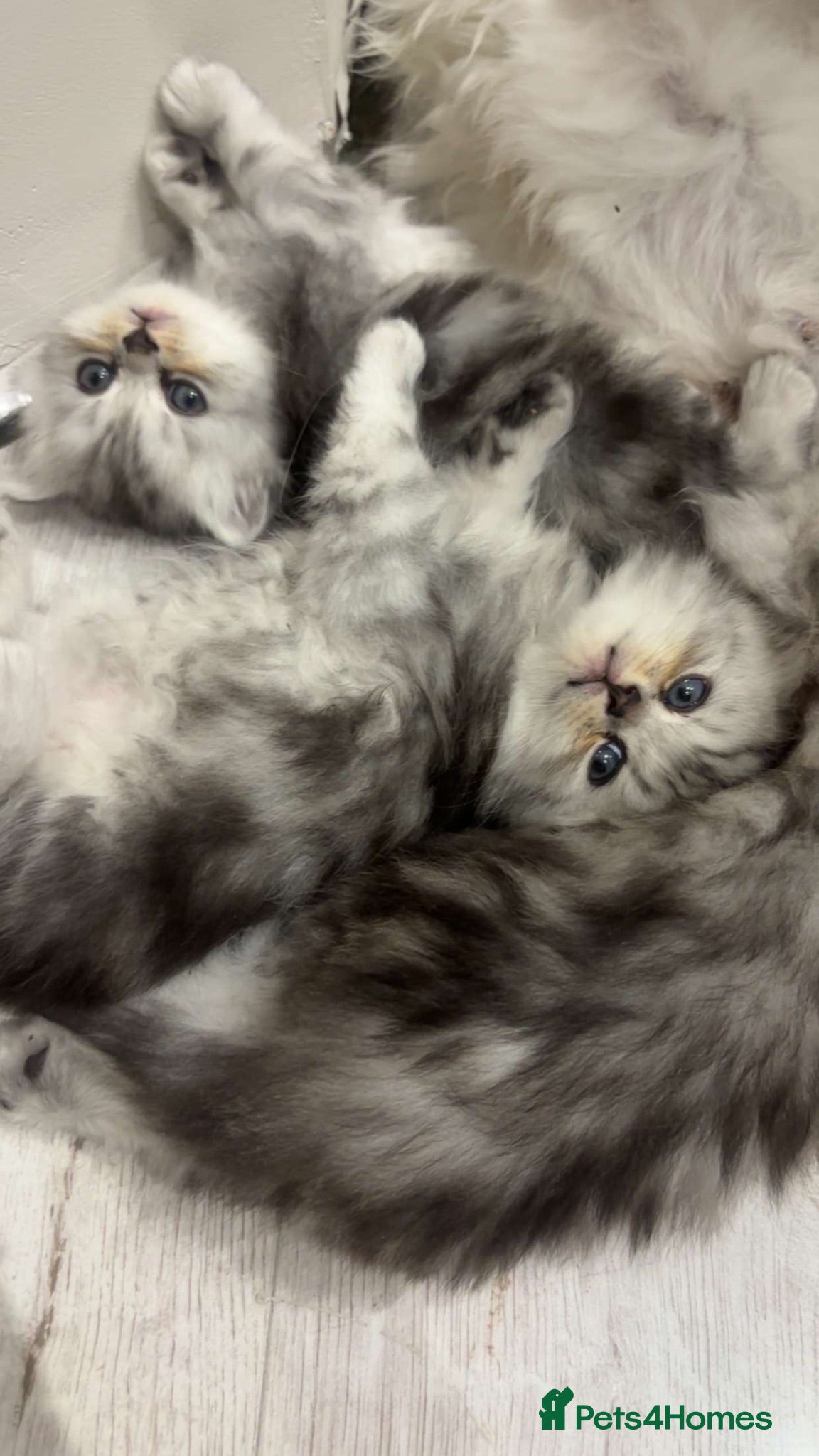 Persian cats Full pedigree silver shaded Persian kittens  - Advert 5