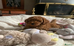 Toy Poodle dogs for sale: One of a kind deep red toy poodle boy - Image 9