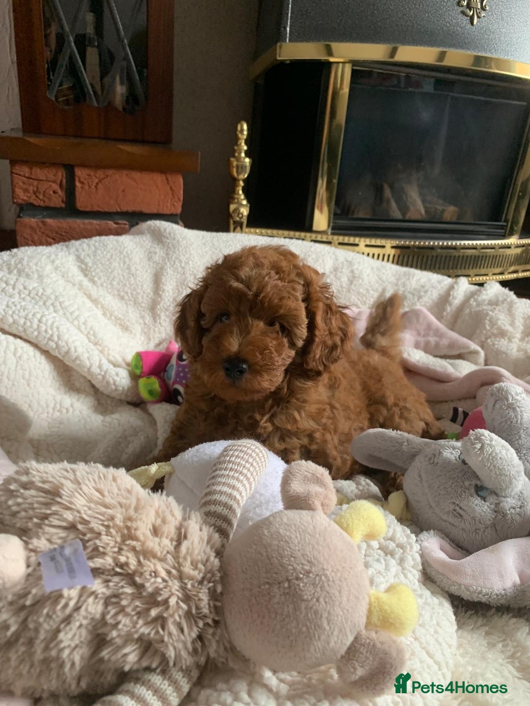 Toy Poodle dogs for sale: One of a kind deep red toy poodle boy - Image 9
