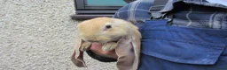 English Lop rabbits for sale: PURE ENGLISH LOPS - Advert 3