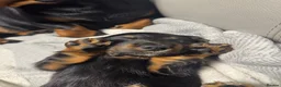 Miniature Dachshund dogs for sale: REDUCED KC REG Short Hair Miniature Dachshund Pups - Advert 14