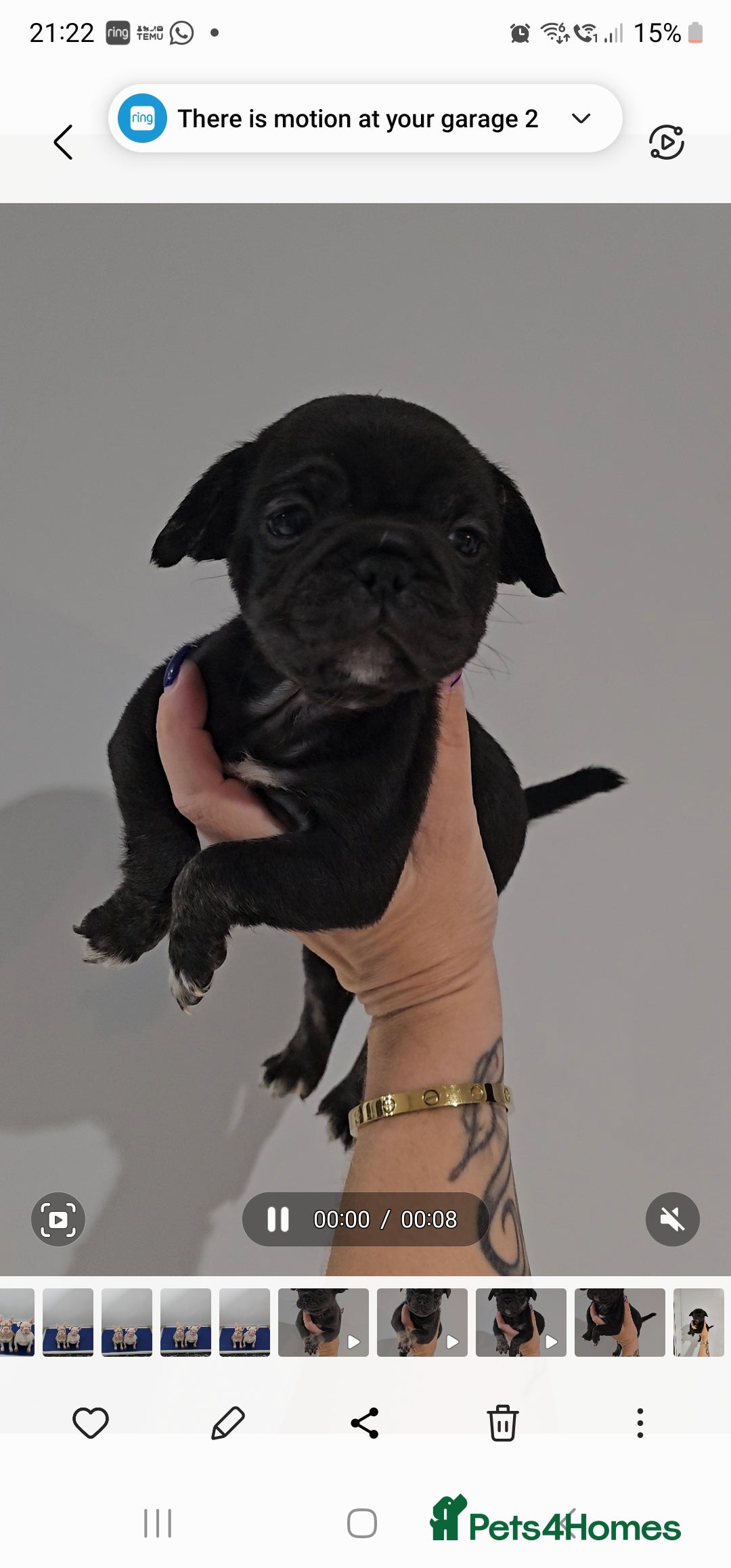 Frug dogs for sale: Beautiful Frug Babies 😍 - Image 5