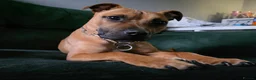 Staffordshire Bull Terrier dogs for sale: 1 year old Staffy girl - Advert 2