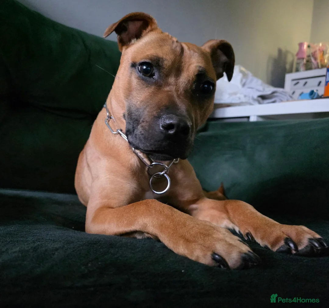 Staffordshire Bull Terrier dogs for sale: 1 year old Staffy girl - Advert 2