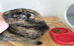 Mixed Breed cats for adoption: [Indoors Only] Kushary - Lovely Affectionate Queen - Advert 2