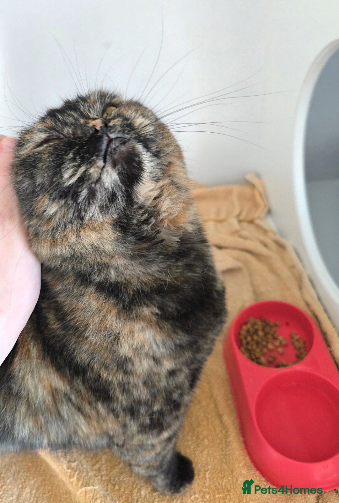 Mixed Breed cats for adoption: [Indoors Only] Kushary - Lovely Affectionate Queen - Advert 2