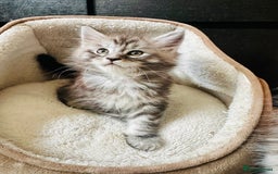 Maine Coon cats for sale: Mainecoon kittens  - Image 3