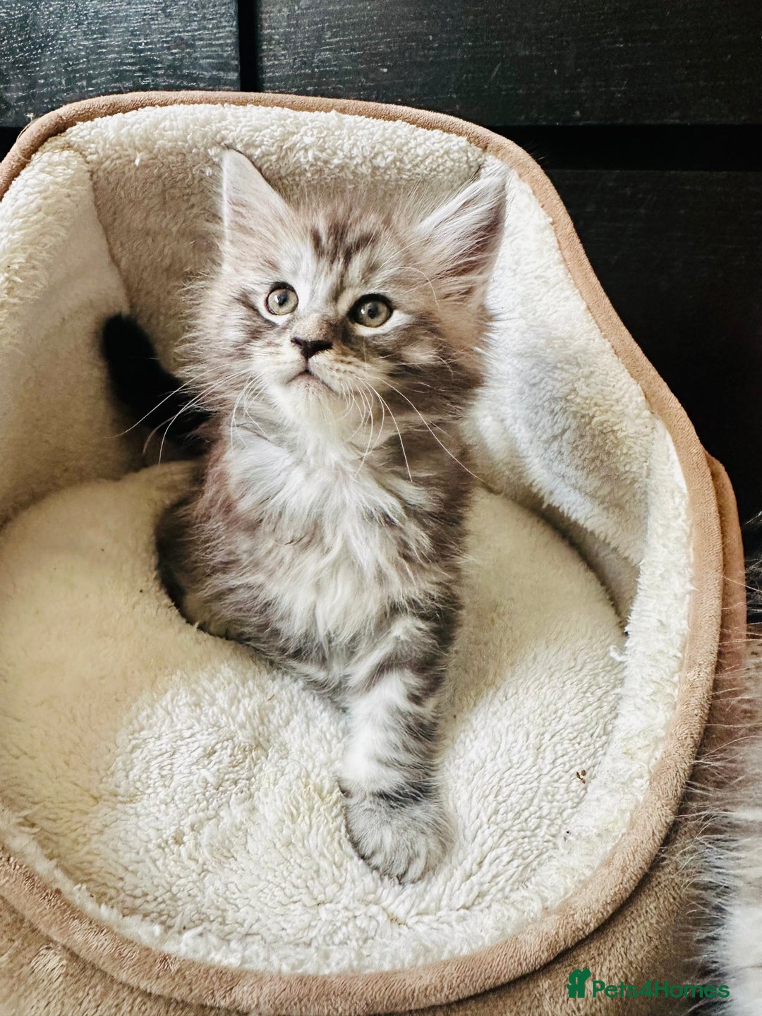 Maine Coon cats for sale: Mainecoon kittens  - Image 3