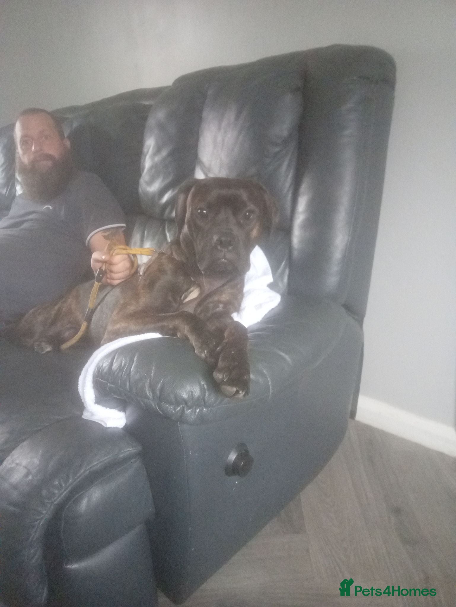 Cane Corso dogs Working dog , cane corso - Advert 4