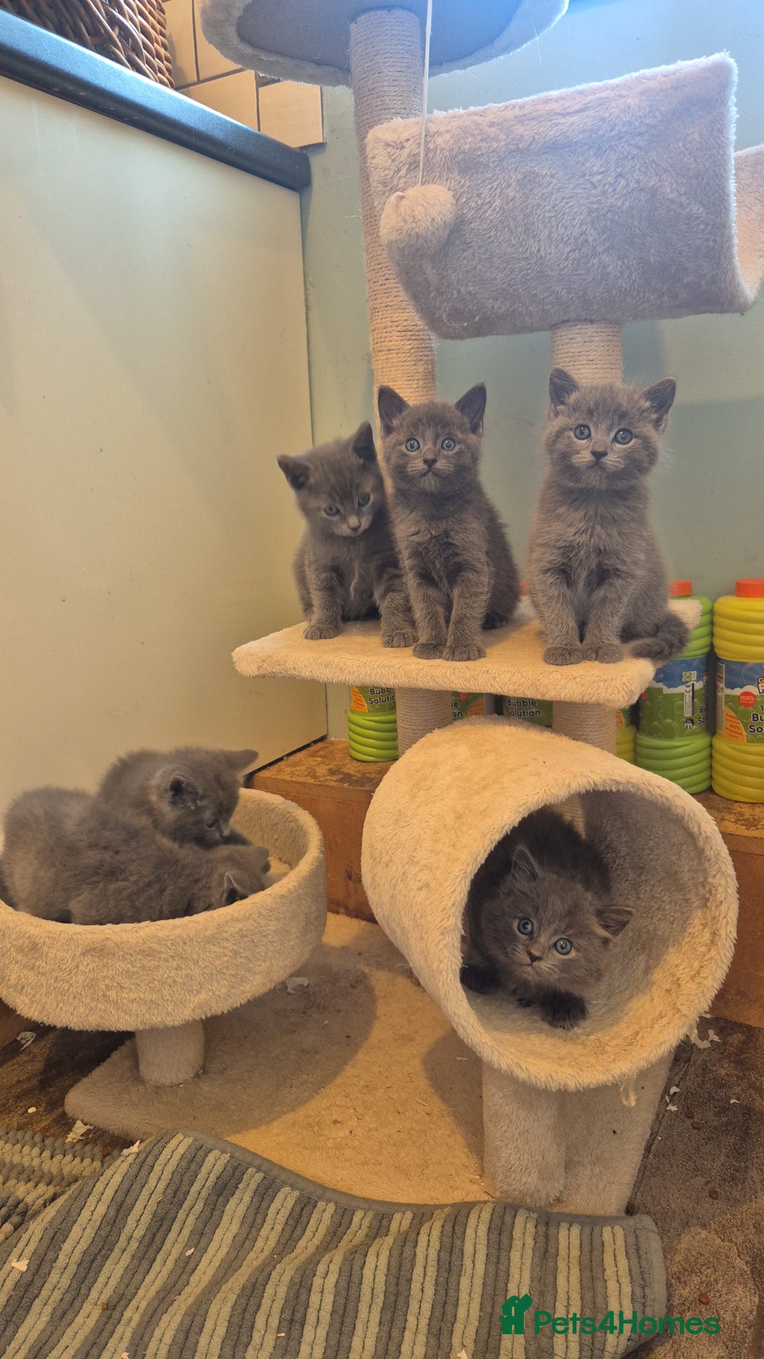 Ragdoll cats for sale: Ragdoll cross  - Image 1
