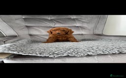 Miniature Poodle dogs for stud: EXTENSIVELY HEALTH TESTED POODLE FOR STUD - Image 5