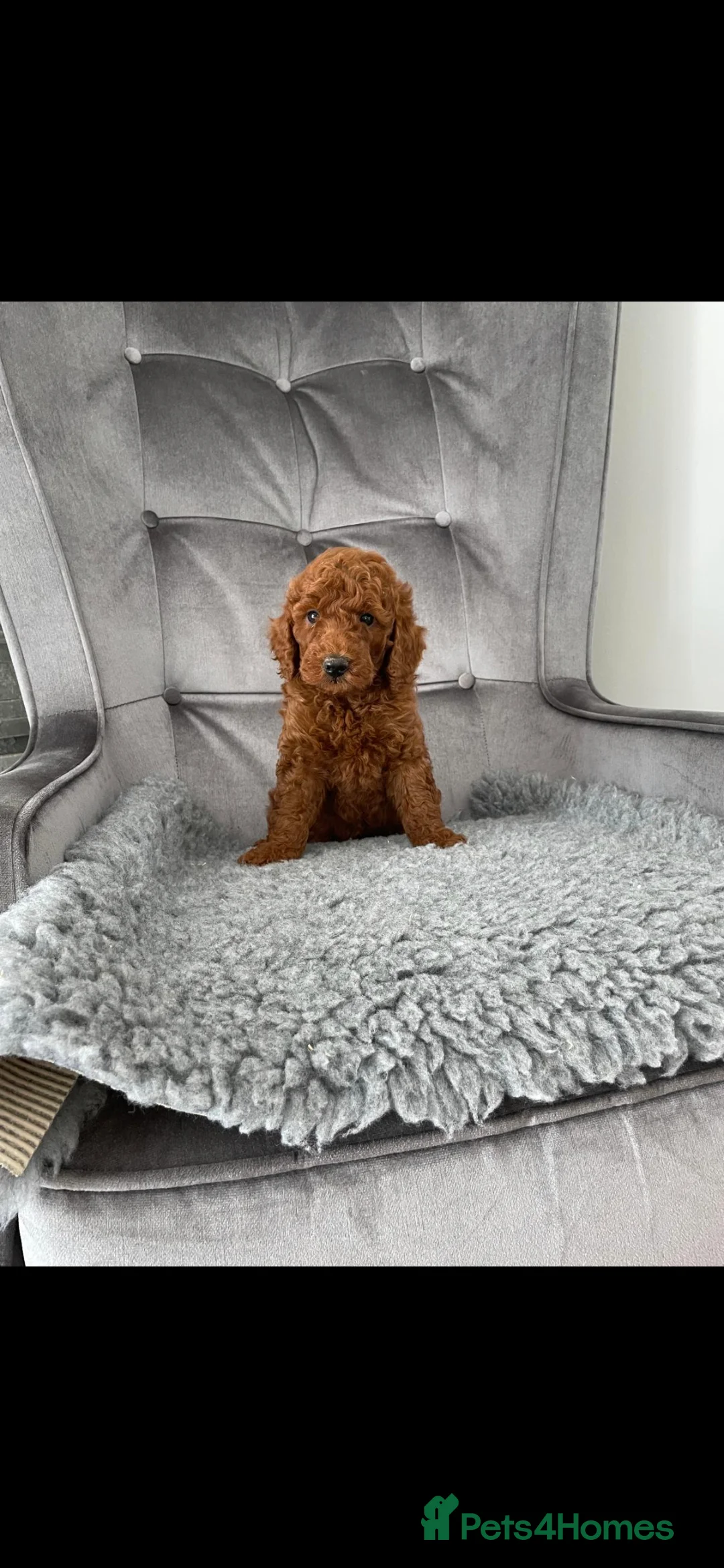 Miniature Poodle dogs for stud: EXTENSIVELY HEALTH TESTED POODLE FOR STUD - Advert 6