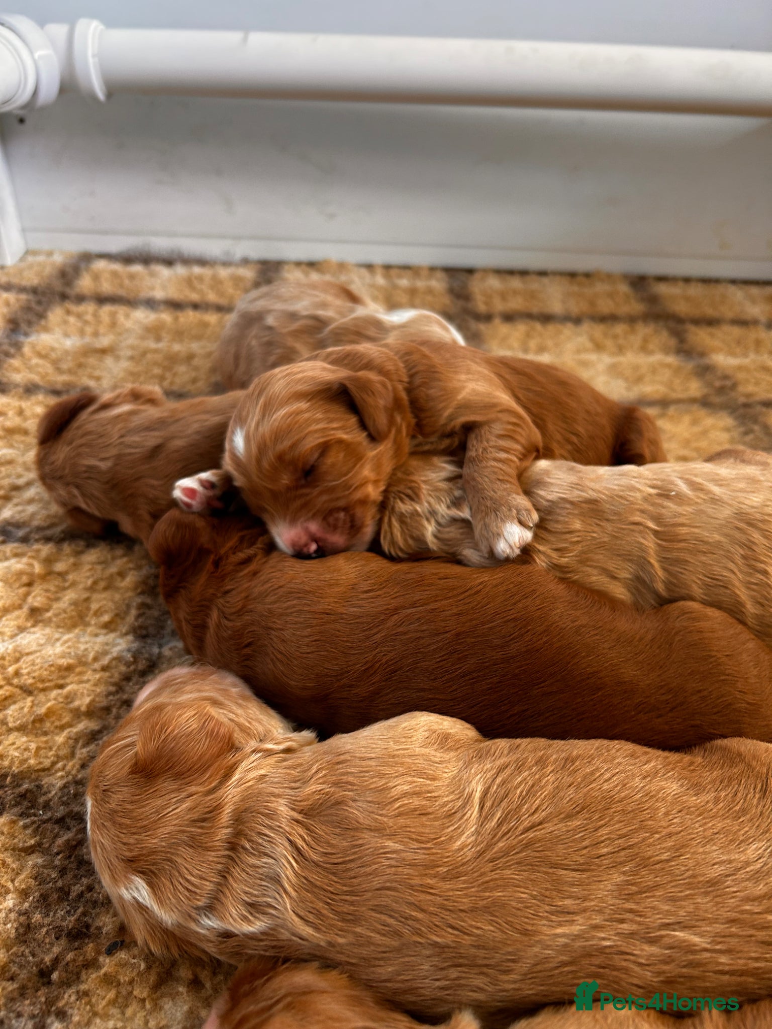 Australian Labradoodle dogs for sale: Australian labradoodle puppies  - Advert 19