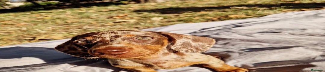 Miniature Dachshund Puppy 3