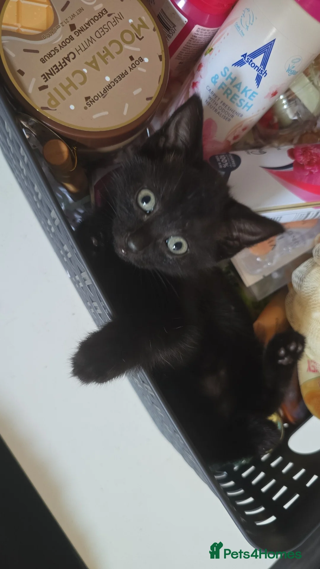 British Longhair cats for sale: Kittens for sale  - Advert 2