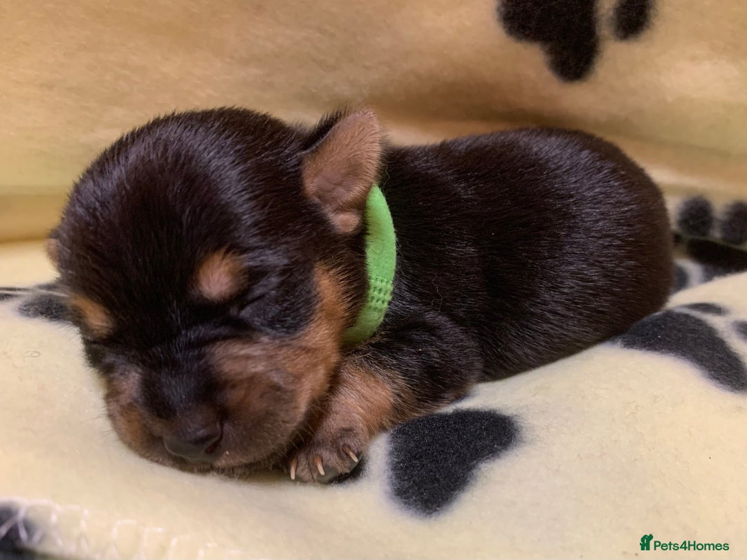 Jack Russell dogs for sale: Jack Russell Puppies  - Image 26