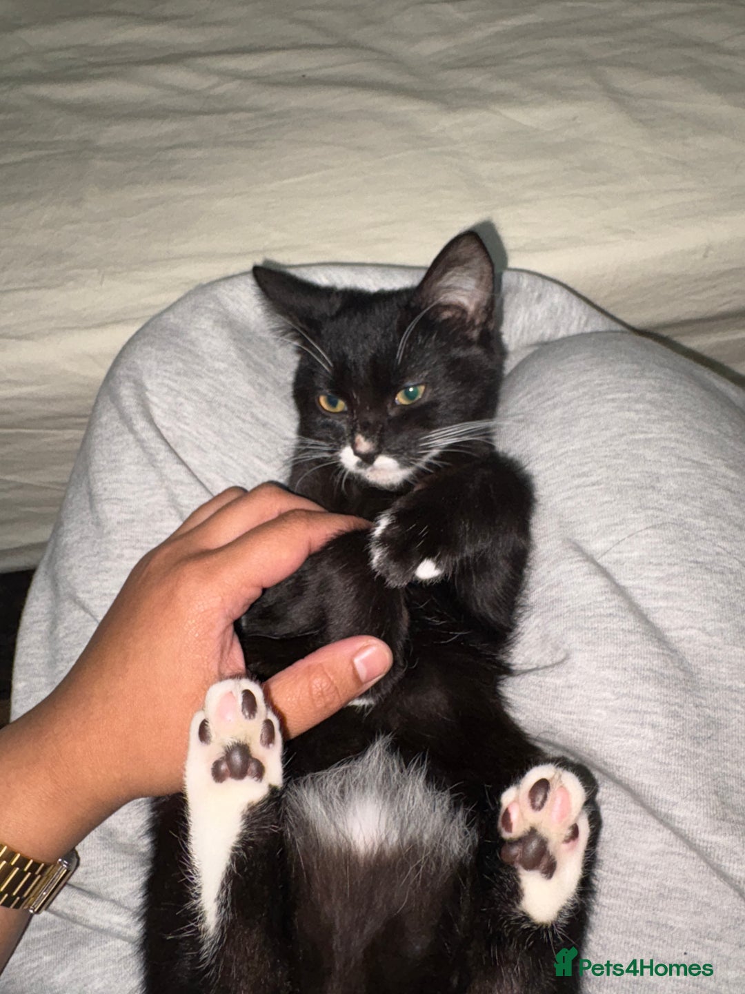 American Shorthair cats for sale: Two kittens for sale - Image 3