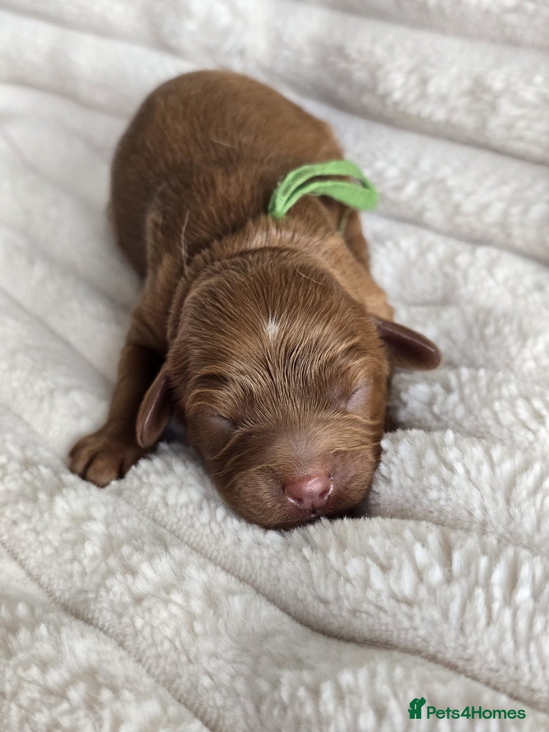 Cavapoo dogs for sale: Cavapoo Toy F1 ❤️ DNA TESTED - Advert 4