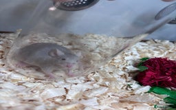 Mouse rodents for sale: Pet fancy mice waiting list 2 litters due  - Image 10