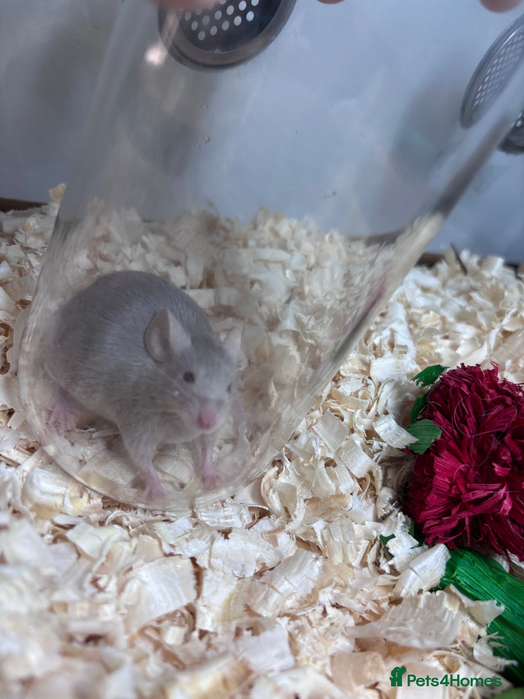 Mouse rodents for sale: Pet fancy mice waiting list 2 litters due  - Image 10