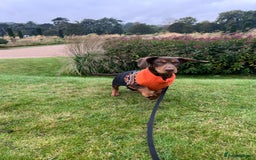 Mixed Breed dogs for stud: Meet Wilbur – Our 1/1 Cocker Spaniel x Dachshund - Image 21