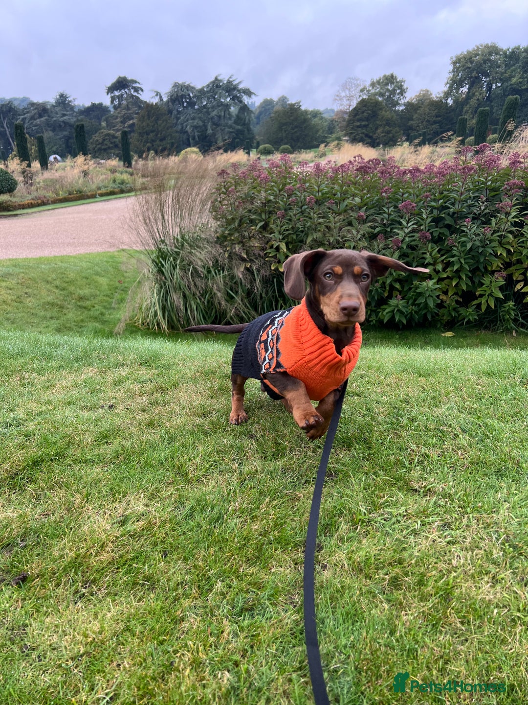 Mixed Breed dogs for stud: Meet Wilbur – Our 1/1 Cocker Spaniel x Dachshund - Image 21