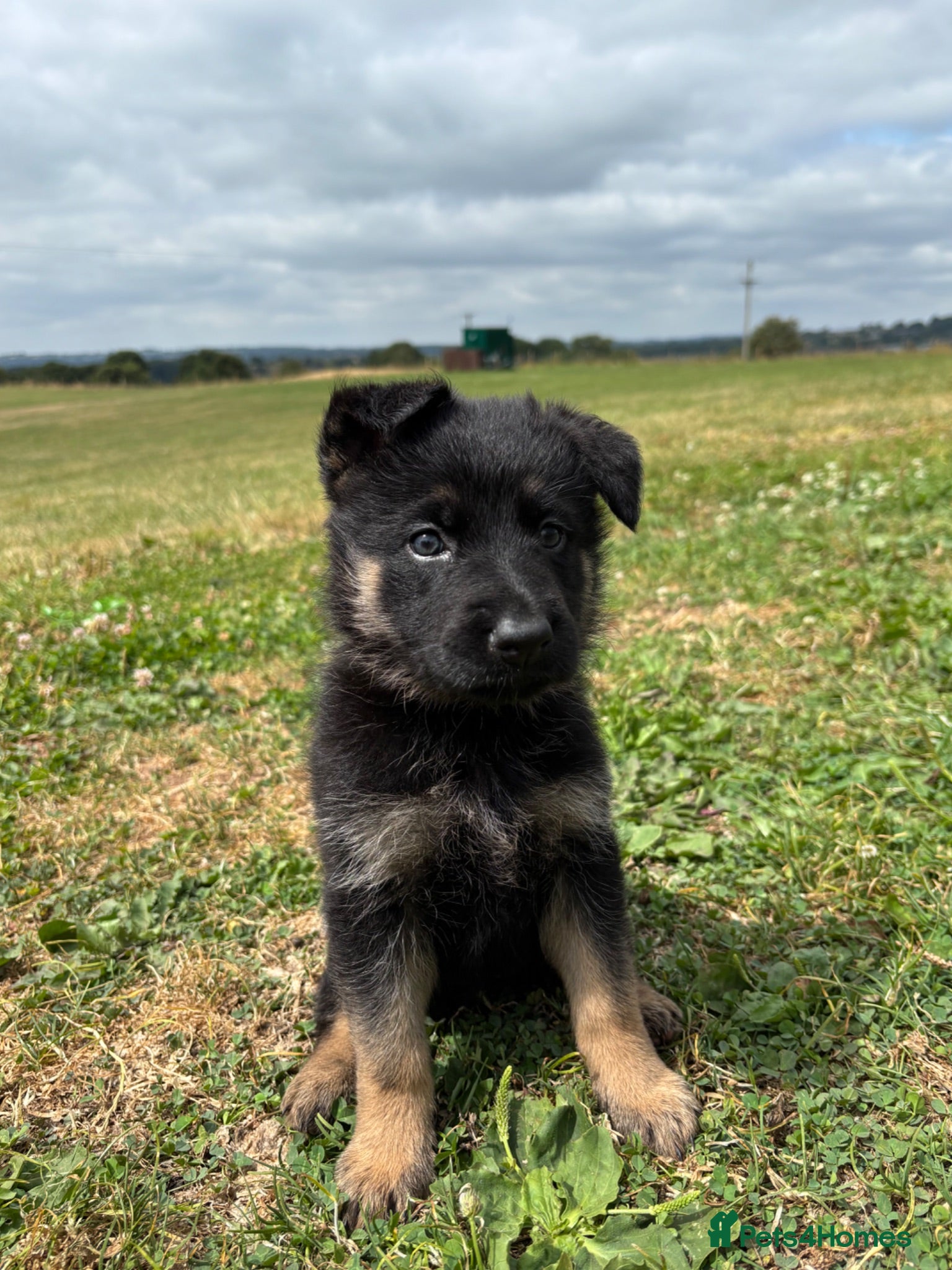 German Shepherd dogs 1 girl left! Ready now! - Advert 16