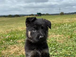 German Shepherd dogs 1 girl left! Ready now! - Advert 6
