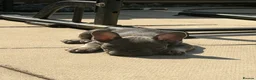 French Bulldog dogs for sale: (REDUCED READY NOW) french bulldog puppies - Advert 15